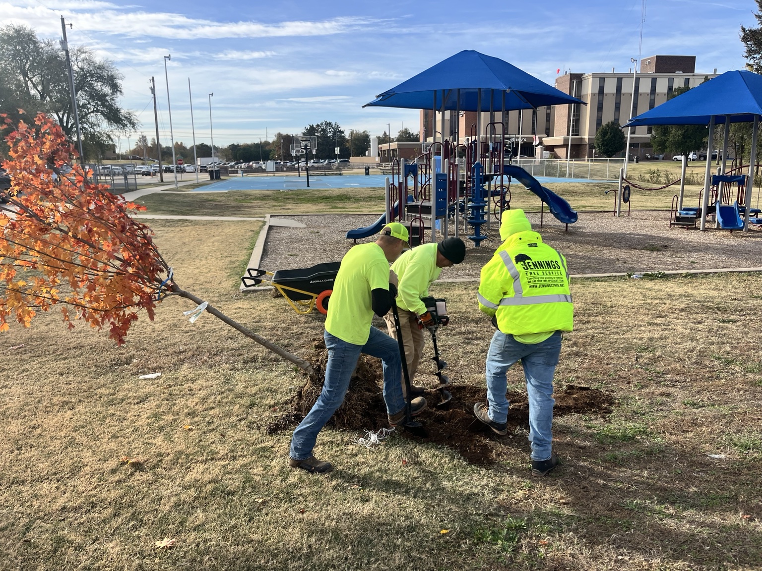 Jennings Tree Service crew planting a native Caddo maple at Don Haskins Park in Enid, Oklahoma.